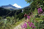 22 Sentiero 11-12 per Rif. Garibaldi con vista in Adamello